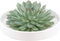 Echte Succulent groen in witte keramiek schaal - Ø12-14 cm - 5 cm - 1x Echeveria Pulidonis - kamerplant - vetplant