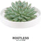 Echte Succulent groen in witte keramiek schaal - Ø12-14 cm - 5 cm - 1x Echeveria Pulidonis - kamerplant - vetplant