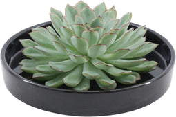 Echte Succulent groen in zwarte keramiek schaal - Ø12-14 cm - 5 cm - 1x Echeveria Pulidonis - kamerplant - vetplant
