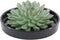 Echte Succulent groen in zwarte keramiek schaal - Ø12-14 cm - 5 cm - 1x Echeveria Pulidonis - kamerplant - vetplant