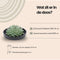 Echte Succulent groen in zwarte keramiek schaal - Ø12-14 cm - 5 cm - 1x Echeveria Pulidonis - kamerplant - vetplant