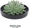 Echte Succulent groen in zwarte keramiek schaal - Ø12-14 cm - 5 cm - 1x Echeveria Pulidonis - kamerplant - vetplant