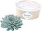 Echte Succulent Groen - Ø12-14 cm - 5 cm - 1x Echeveria Pulidonis - kamerplant - vetplant