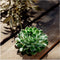 Echte Succulent Groen - Ø12-14 cm - 5 cm - 1x Echeveria Pulidonis - kamerplant - vetplant