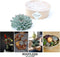 Echte Succulent Groen - Ø12-14 cm - 5 cm - 1x Echeveria Pulidonis - kamerplant - vetplant
