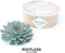 Echte Succulent Groen - Ø12-14 cm - 5 cm - 1x Echeveria Pulidonis - kamerplant - vetplant