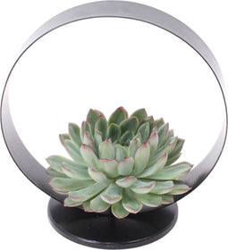 Echte Succulent groen op tafel standaard zwart - Ø12-14 cm - 5 cm - 1x Echeveria Pulidonis - kamerplant - vetplant