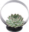 Echte Succulent groen op tafel standaard zwart - Ø12-14 cm - 5 cm - 1x Echeveria Pulidonis - kamerplant - vetplant