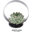 Echte Succulent groen op tafel standaard zwart - Ø12-14 cm - 5 cm - 1x Echeveria Pulidonis - kamerplant - vetplant