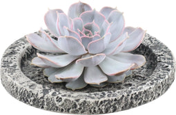 Echte Succulent Lila in Concrete keramiek schaal - Ø12-14 cm - 5 cm - 1x Echeveria Lilacina - kamerplant - vetplant
