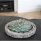 Echte Succulent Lila in Concrete keramiek schaal - Ø12-14 cm - 5 cm - 1x Echeveria Lilacina - kamerplant - vetplant