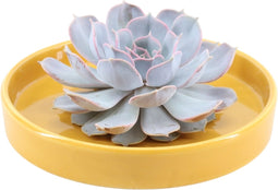 Echte Succulent Lila in gele keramiek schaal - Ø12-14 cm - 5 cm - 1x Echeveria Lilacina - kamerplant - vetplant
