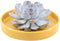 Echte Succulent Lila in gele keramiek schaal - Ø12-14 cm - 5 cm - 1x Echeveria Lilacina - kamerplant - vetplant