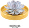 Echte Succulent Lila in gele keramiek schaal - Ø12-14 cm - 5 cm - 1x Echeveria Lilacina - kamerplant - vetplant