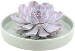 Echte Succulent Lila in groene keramiek schaal - Ø12-14 cm - 5 cm - 1x Echeveria Lilacina - kamerplant - vetplant