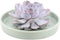 Echte Succulent Lila in groene keramiek schaal - Ø12-14 cm - 5 cm - 1x Echeveria Lilacina - kamerplant - vetplant