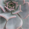 Echte Succulent Lila in groene keramiek schaal - Ø12-14 cm - 5 cm - 1x Echeveria Lilacina - kamerplant - vetplant