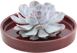 Echte Succulent Lila in rode keramiek schaal - Ø12-14 cm - 5 cm - 1x Echeveria Lilacina - kamerplant - vetplant