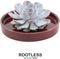 Echte Succulent Lila in rode keramiek schaal - Ø12-14 cm - 5 cm - 1x Echeveria Lilacina - kamerplant - vetplant