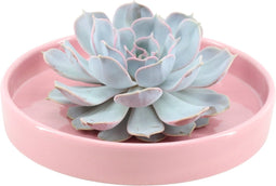 Echte Succulent Lila in roze keramiek schaal - Ø12-14 cm - 5 cm - 1x Echeveria Lilacina - kamerplant - vetplant