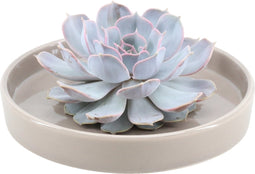 Echte Succulent Lila in taupe keramiek schaal - Ø12-14 cm - 5 cm - 1x Echeveria Lilacina - kamerplant - vetplant