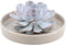 Echte Succulent Lila in taupe keramiek schaal - Ø12-14 cm - 5 cm - 1x Echeveria Lilacina - kamerplant - vetplant