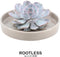 Echte Succulent Lila in taupe keramiek schaal - Ø12-14 cm - 5 cm - 1x Echeveria Lilacina - kamerplant - vetplant