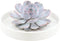 Echte Succulent Lila in witte keramiek schaal - Ø12-14 cm - 5 cm - 1x Echeveria Lilacina - kamerplant - vetplant
