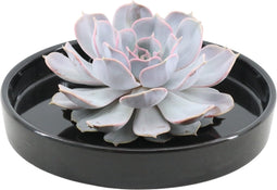 Echte Succulent Lila in zwarte keramiek schaal - Ø12-14 cm - 5 cm - 1x Echeveria Lilacina - kamerplant - vetplant