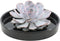 Echte Succulent Lila in zwarte keramiek schaal - Ø12-14 cm - 5 cm - 1x Echeveria Lilacina - kamerplant - vetplant