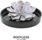 Echte Succulent Lila in zwarte keramiek schaal - Ø12-14 cm - 5 cm - 1x Echeveria Lilacina - kamerplant - vetplant