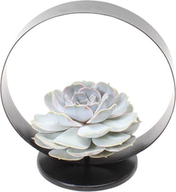 Echte Succulent lila op tafel standaard zwart - Ø12-14 cm - 5 cm - 1x Echeveria Lilacina - kamerplant - vetplant