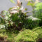Ecolight XXL Botanical + standaard