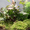 Ecolight XXL Botanical + standaard