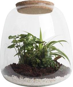 Ecosysteem ‘Dragon Tail’ - Broekhof Adding Value - Groene plant- Hoogte 25 cm
