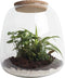 Ecosysteem ‘Dragon Tail’ - Broekhof Adding Value - Groene plant- Hoogte 25 cm