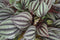 Ecosysteem ‘Dragon Tail’ - Broekhof Adding Value - Groene plant- Hoogte 25 cm
