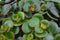 Ecosysteem ‘Dragon Tail’ met verlichting - Broekhof Adding Value - Groene plant- Hoogte 25 cm