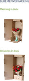 Ecosysteem ‘Dragon Tail’ met verlichting - Broekhof Adding Value - Groene plant- Hoogte 25 cm
