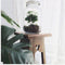 Growing Concepts DIY Duurzaam Ecosysteem Weckpot 5L - Planten - Coffea Arabica - H28xØ18cm