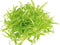 Eg pogostemon helferi nr89