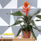 Kamerplant - Aechmea Pepita Elegant Flames double