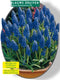 2 stuks - Baltus - Muscari Armeniacum, Blauw per 100