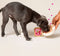 Edgard & Cooper Kuipje Honden Natvoer Puppy Hondenvoer Eend - Kip 150 gr