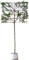 Krentenboom leiboom 180 cm | Amelanchier lamarckii 8-12 cm 180 cm| Bomenbezorgd.nl