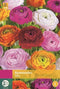 Ranunculus mix - 40st - Bloembollen - JUB Holland