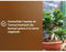 Bonsai grond - BRUIN GOUD - OBRTBON6U - 6L - Betere wortelvorming