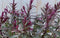 Hebe groenblijvend vaste plant met rood blad