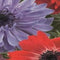 Jub - Anemone Coronaria St. Brigid Mix