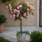 Plant in a Box - Nerium Oleander - Tuinplant - Pot 21cm - Hoogte 80-90cm